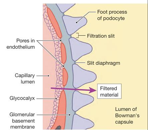 <ol><li><p> the glomular capillary epithelium</p><ul><li><p>are fenestrated — allow most of the components of the plasma to filter through</p></li><li><p>The luminal surface of the capillary and the pores are lined with a layer of glycoproteins with a negative charge — repel the negatively charged plasma proteins</p></li></ul></li><li><p>a basement membrane </p><ul><li><p>extracellular matrix that seperates the capillary endothelium from the epithelium of the Bowmans capsule.</p></li><li><p>this membrane consists of negatively charged glycoproteins, collagen and other proteins</p></li><li><p>it excludes most plasma proteins from the fluid that filters through it</p></li></ul></li><li><p>the epithelium of the Bowman’s capsule</p><ul><li><p>consists of podocytes — which have long cytoplasmic extensions.</p></li><li><p>foot processes wrap around the glomerular capillaries and interlace with one another, leaving narrow filtration slits closed by a slit diaphram.</p></li></ul></li></ol><p></p>