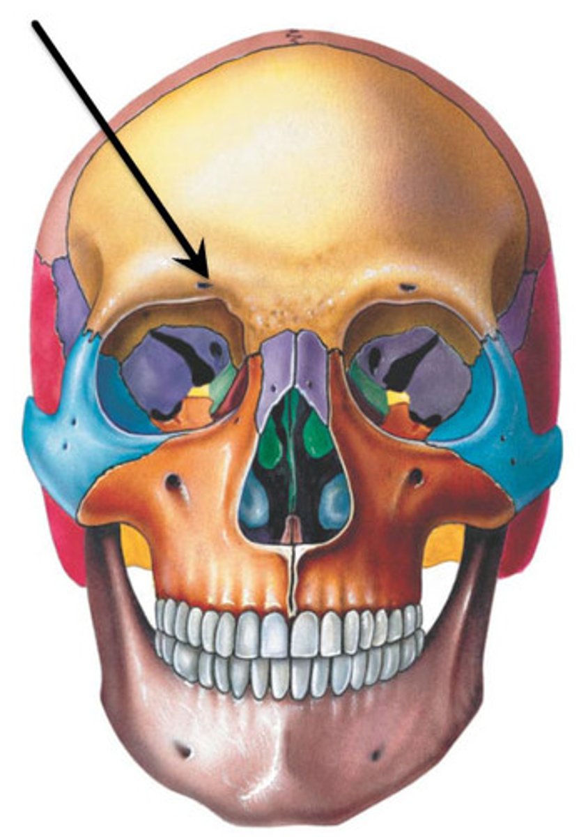<p>forehead bone; protects cranium (yellow on fig.)</p><p>-supra-orbital notch (foramen)</p><p>-supra-orbital nerve travels through notch</p>