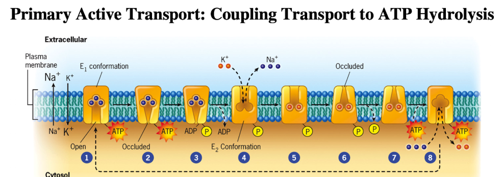 <ul><li><p>Requires K+ outside, Na+ inside and is inhibited by ouabain</p></li><li><p>3 Na+ out/ 2 K+ in per ATP hydrolyzed</p></li><li><p>Involves conformational changes, dephosphorylation and phosphorylation (ion affinity) bc it’s a P-type pump</p></li></ul><p></p>