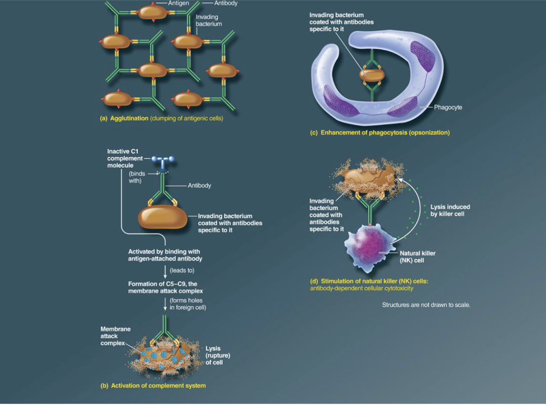 <ul><li><p>Agglutination- causes antigenic cells to clump together</p></li><li><p>Activation of the complement pathway- a cascade of biochemical responses that ends with the formation of the Membrane Attack Complex, which kills pathogens</p></li><li><p><span>Opsonization- coating the surface of pathogens with antibodies, initiating phagocytosis</span></p></li><li><p><span>Leads to activation of natural killer cells</span></p></li></ul><p></p>