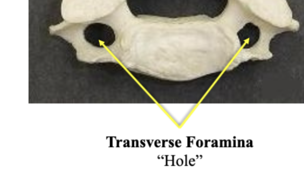 <p>Transverse Foramina </p>