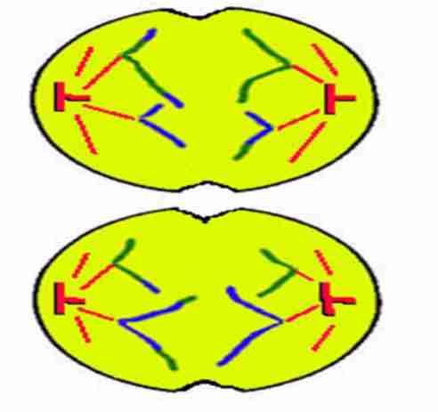 <p>Microtubules <strong>pulls the</strong></p><p><strong>sister chromatids apart</strong></p>