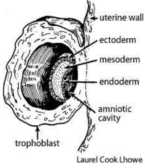 <p><strong><u>3 germ layers:</u></strong></p><ul><li><p><span style="color: red;"><strong><mark data-color="red" style="background-color: red; color: inherit;">Ectoderm</mark></strong></span></p><ul><li><p><strong><u>Forms:</u> </strong><span style="color: red;"><strong>External structures </strong></span>(<em>skin, hair, hooves, mammary glands, neural</em>) </p></li></ul></li><li><p><span style="color: green;"><strong><mark data-color="green" style="background-color: green; color: inherit;">Mesoderm</mark></strong></span></p><ul><li><p><strong><u>Forms:</u> </strong><span style="color: green;"><strong>Heart, muscles </strong></span>and <span style="color: green;"><strong>bones</strong></span><strong> </strong></p></li></ul></li><li><p><span style="color: blue;"><strong><mark data-color="blue" style="background-color: blue; color: inherit;">Endoderm</mark></strong></span></p><ul><li><p><strong><u>Forms:</u> </strong><span style="color: blue;"><strong>Internal organs, colon, liver, pancreas </strong></span></p></li></ul></li></ul><p></p>