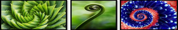 <p>It is a curved pattern that focuses on a center point and a series of circular shapes that revolve around it. This is common in plants and some animals.</p>