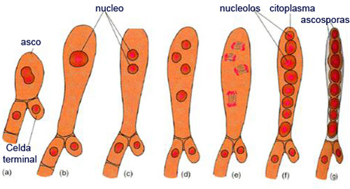 <p>Defina ascospora</p>