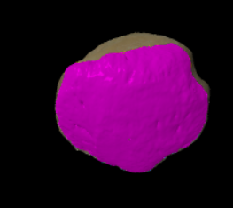 <p>De ventrale zijde</p>