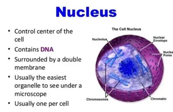 <p><span><span>The nucleus bounded by a double-layered nuclear envelope (membrane) containing complex openings called nuclear pores, that allow the passage of certain substances.</span></span></p>