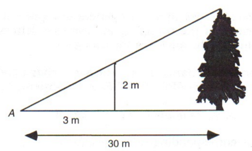How tall is the tree?
