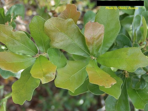 Family: Fagaceae 
Common: chapman oak 
Range: Native 
Habitat: Scrub ecosystem 
Bark: Grey 
Persistence: Deciduous 
Leaves: Simple & alternate, general not lobed, mostly entire, pinnate venation 
Other: Underside dull green-pale yellow, some pubescence along midrib but no hairy armpits