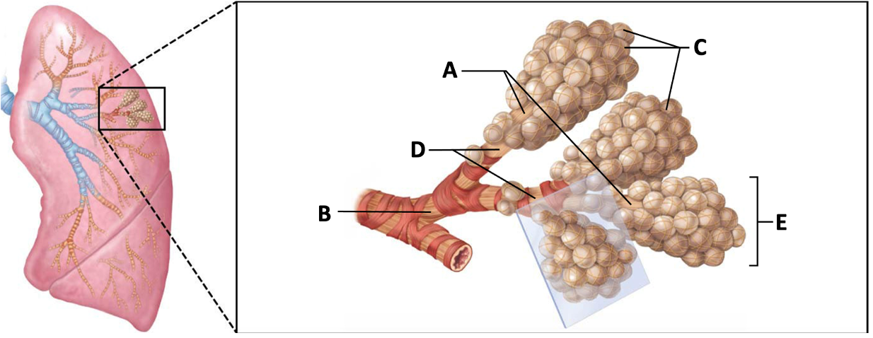 <p>B</p>