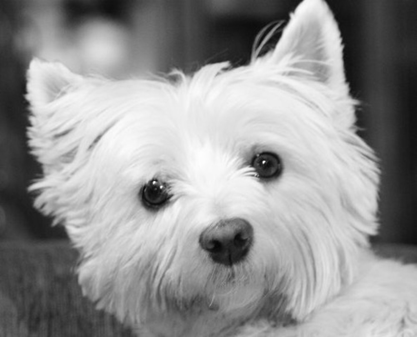 <p>white</p>