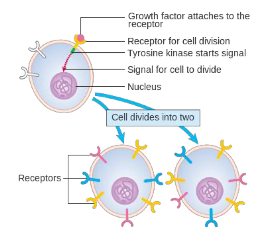 <p>• Growth factors are extracellular molecules that activate proto-oncogenes (genes involved in normal cell division).</p><p>• The cell depends on external stimuli from growth factors to progress through the cell cycle before reaching the point of restriction.</p><p>If these proto-oncogenes become altered (I.e.. mutation or amplification) produce oncogenes - involved in tumor development</p>