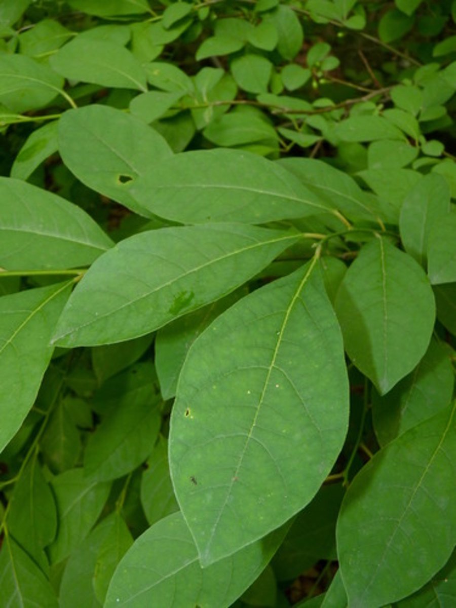 <p>Native <br>Leaf: simple, alternate, entire, pinnately veined, smells spicy</p>