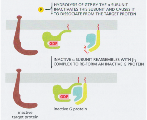 <p>hydrolysis of GTP → re-association of alpha with beta and gamma → inactivation of G protein</p>