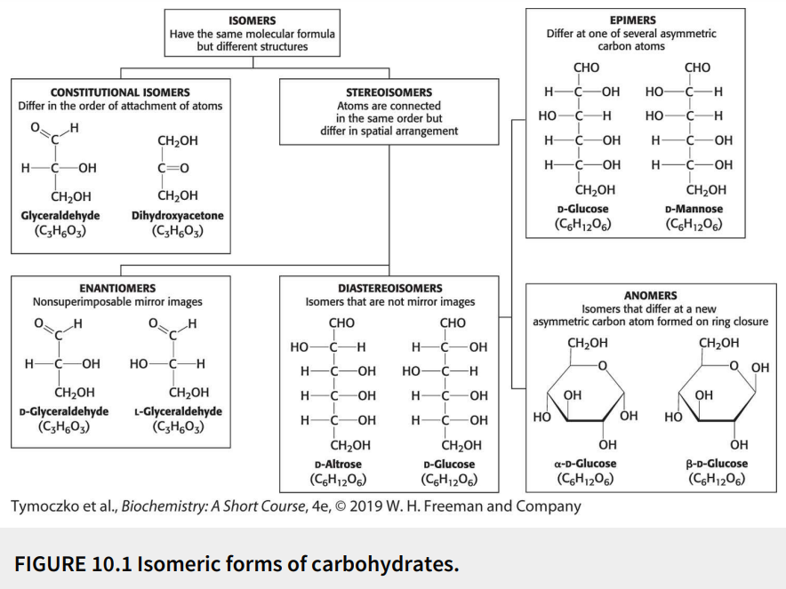 <p>Have the same molecular formula (isomers) but differ in the order of attachment of atoms</p>