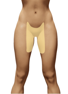 <p>Groin</p>