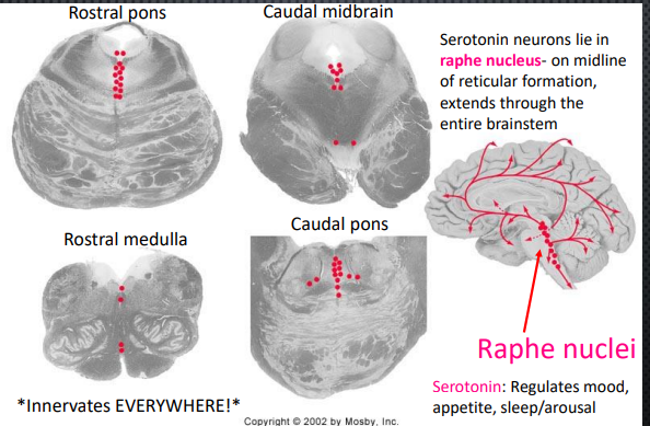 <ul><li><p>Raphe Nucleus </p><ul><li><p>Where serotonin neurons lie</p></li><li><p>On midline of reticular formation, extends through the entire brainstem </p></li></ul></li><li><p>Innverates Everywhere!!</p></li></ul><p></p>