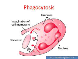 <ul><li><p>organism takes in large particles</p></li><li><p>may/may not digest them</p></li><li><p>if they don’t digest them, they may form a membrane around them to form a symbiont </p></li></ul><p></p>