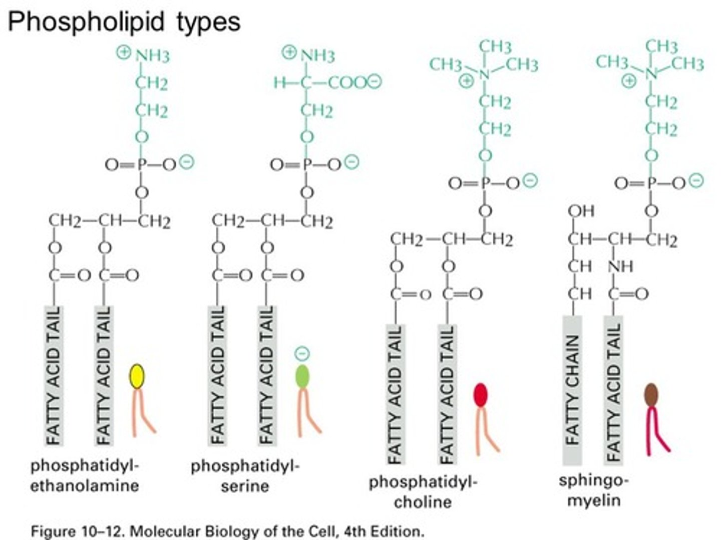 <p>(C) Phosphate Group</p><p>Phospholipids vary in that they often have different groups attached to the Phosphate group of the Fatty Acid via a Phosphoester Bond.</p>