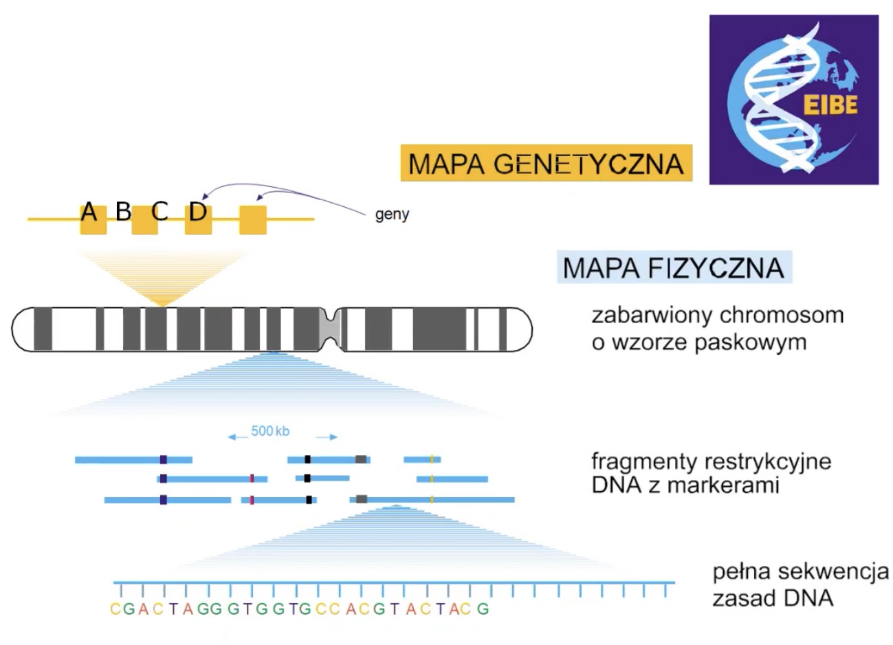 <ul><li><p>fizyczna</p></li><li><p>genetyczna</p></li></ul>