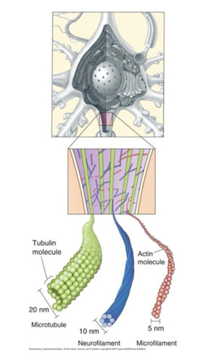 <p>microtubules (largest), neurofilaments (midsize), and microfilaments (smallest)</p>