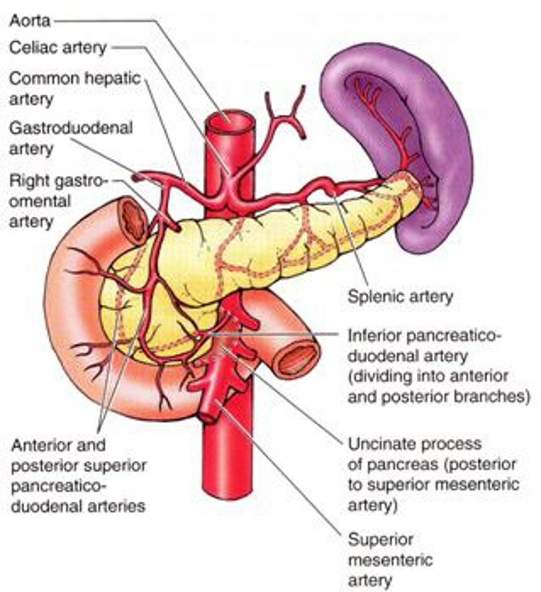 <p>- supplied by pancreatic branches of the splenic artery</p><p>- head of pancreas is also supplied by the superior and inferior pancreaticoduodenal arteries, which are branches from the gastroduodenal (coeliac trunk) and superior mesenteric arties, respectively</p>
