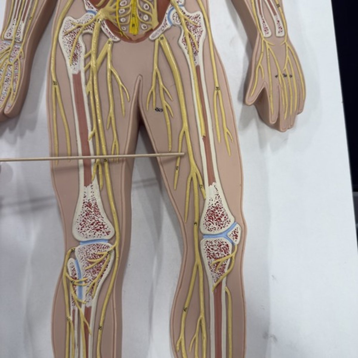 <p>Identify the nerve.</p>