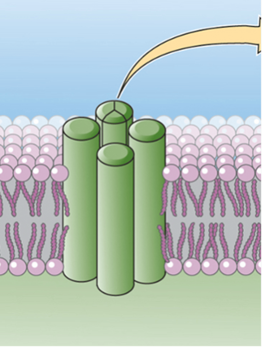 <p>Is this an ion channel or G-protein coupled receptor?</p>