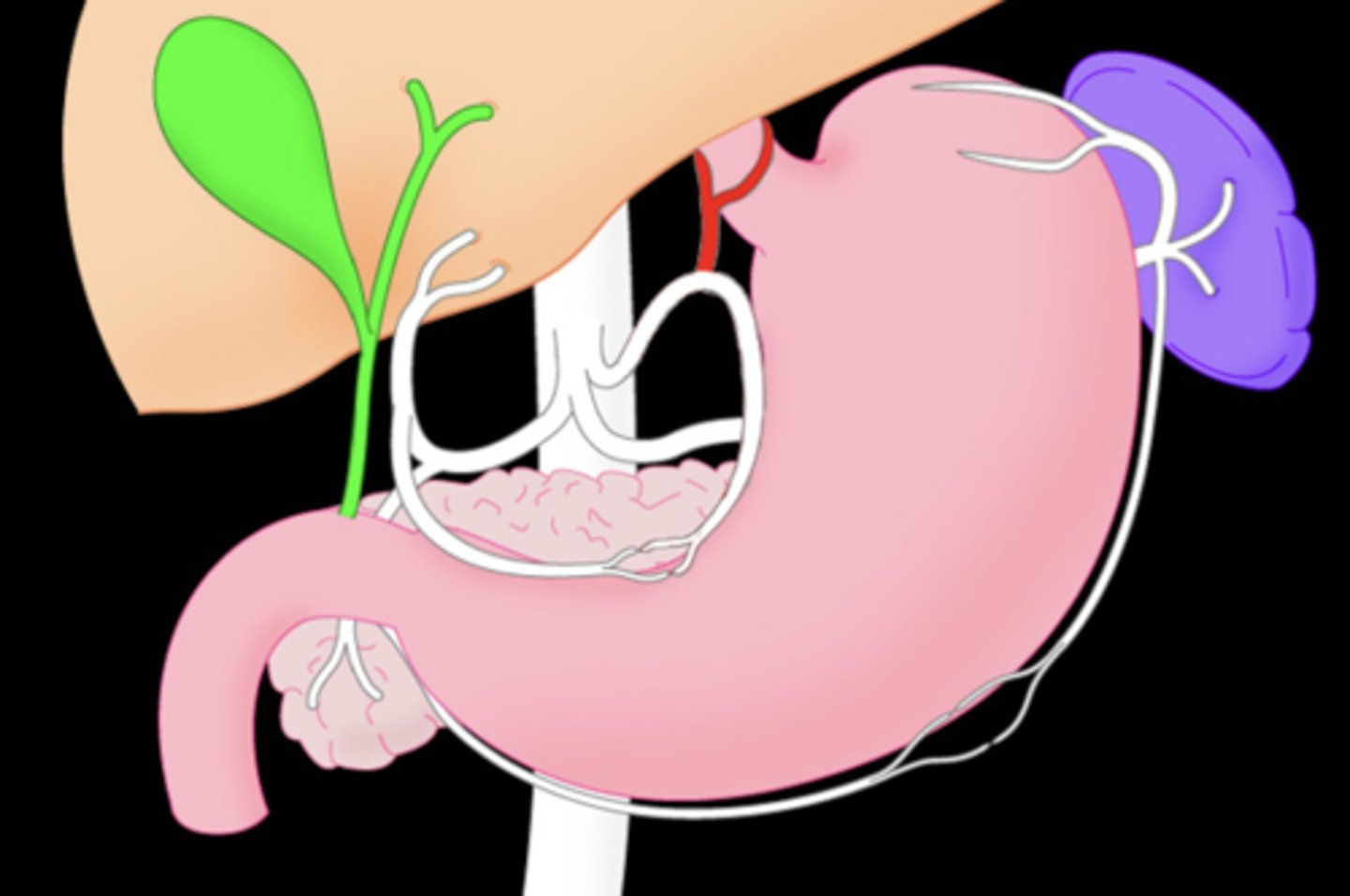 <p>Branch from the left gastric artery that wraps around the base of the esophagus</p>