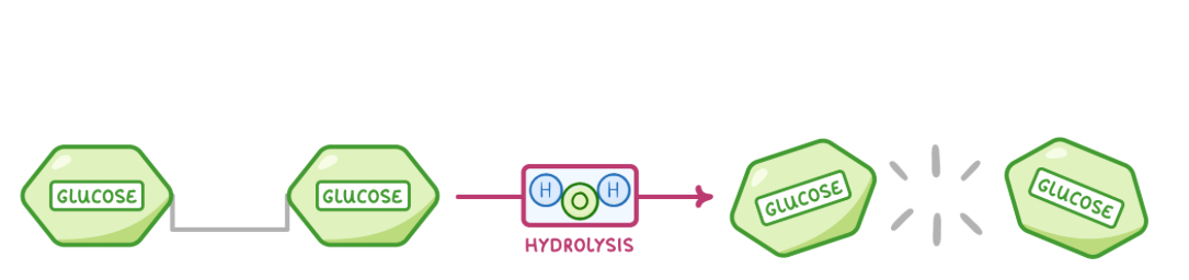 <p>Disaccharides are broken down via <strong>hydrolysis</strong> reactions.</p><p style="text-align: center"></p><p style="text-align: center">A <strong>water molecule is added to a disaccharide</strong> and the <strong>glycosidic bond is broken</strong> to release the 2 monosaccharides.&nbsp;</p>