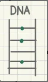 <ul><li><p>tests for nucleic acids</p></li><li><p>intercalates between base pairs&nbsp;</p></li></ul><p></p>