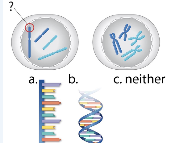 <p>If you were to zoom in one the circled part of chromosomes, what would it look like? </p>