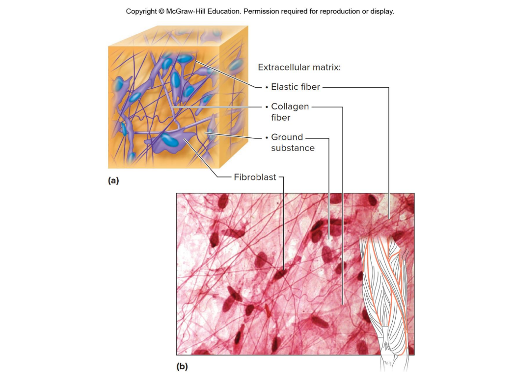 <p>Which tissue is this </p>