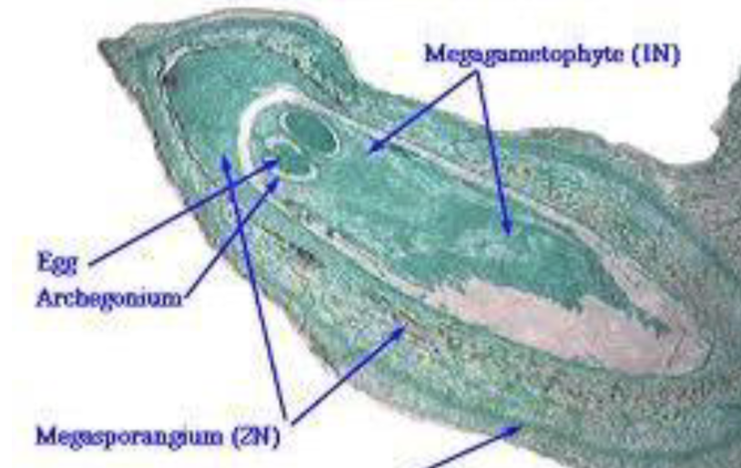 <p>Which structure is being shown?</p>