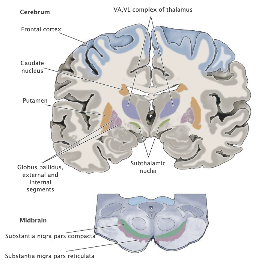 <p>Striatum</p>
