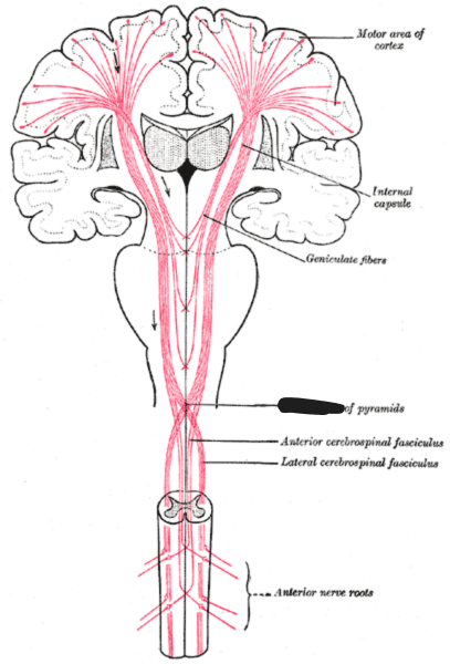 <p><span style="background-color: transparent;"><span>The point of crossover of the nervous system in vertebrates is located between the medulla oblongata and the spinal cord.</span></span></p>