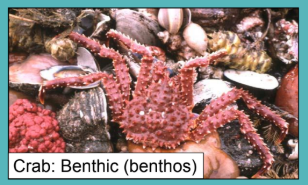 <p>organisms that live here are benthic organisms or <strong>benthos </strong></p>