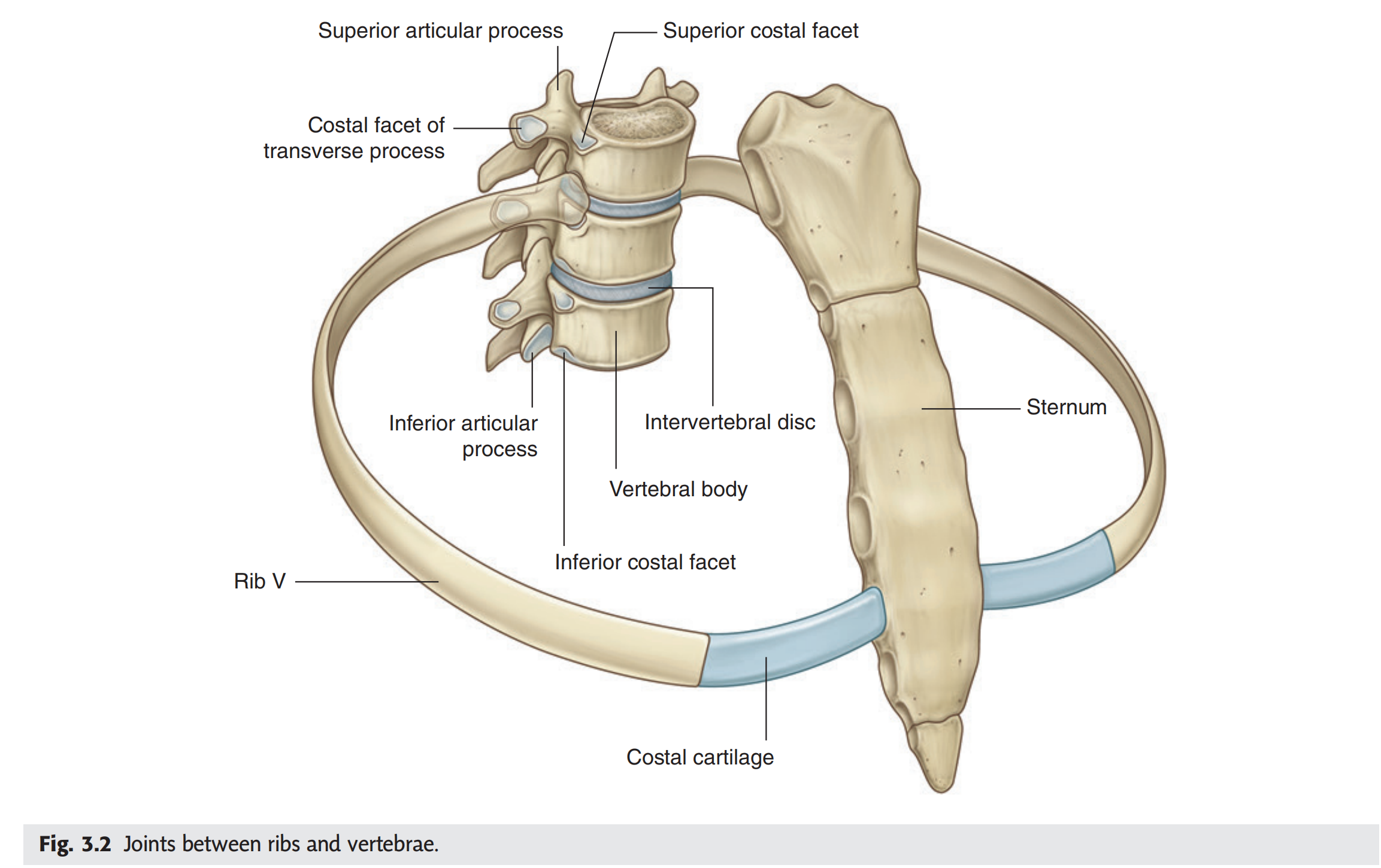 <p>A. 2</p><p>(1 khớp với đốt sống ngực IV + 2 khớp với đốt sống ngực V)</p>