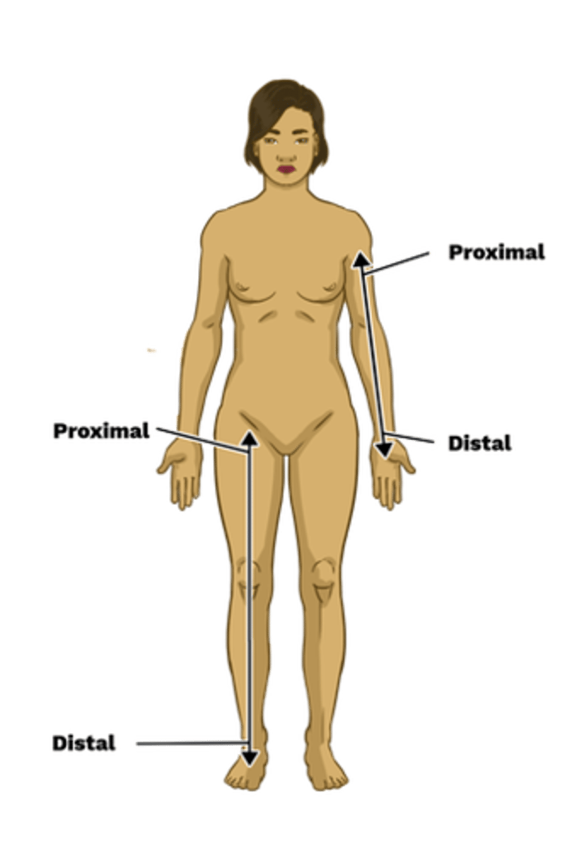<p>proximal means closer to the origin, while distal means further away</p>