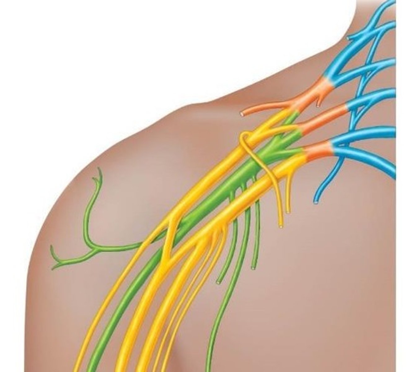 <p>Nerve plexuses are branching networks of nerves formed by ventral rami. The four main types are: Cervical, Brachial, Lumbar, and Sacral.</p>