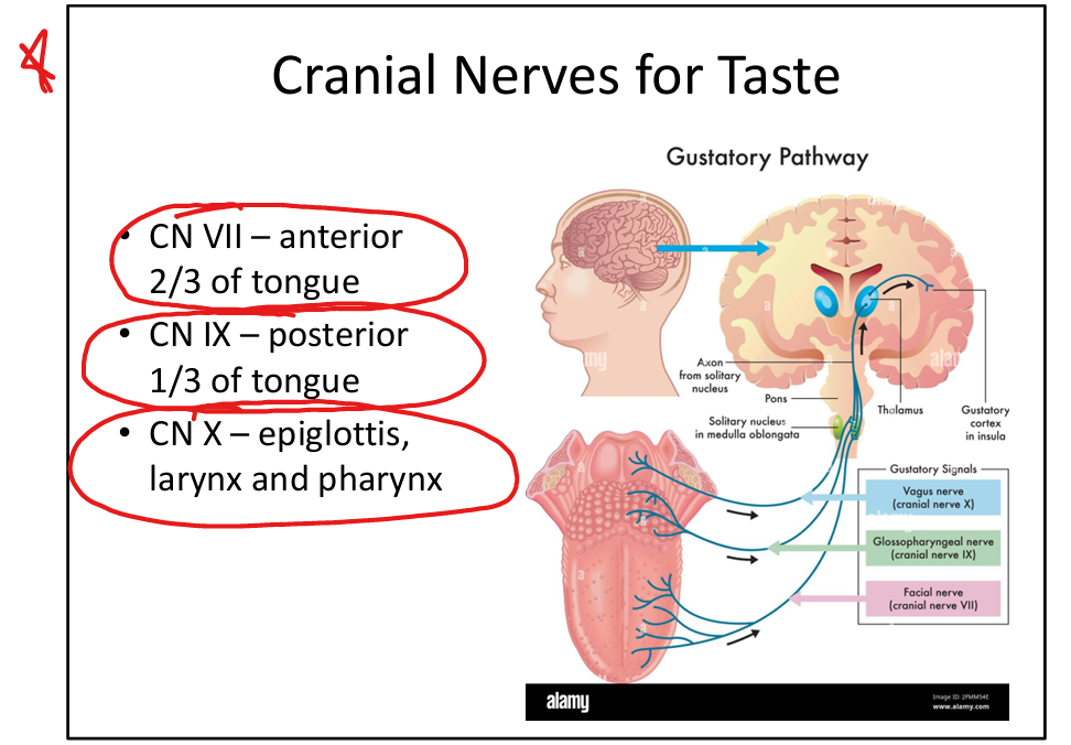 knowt flashcard image
