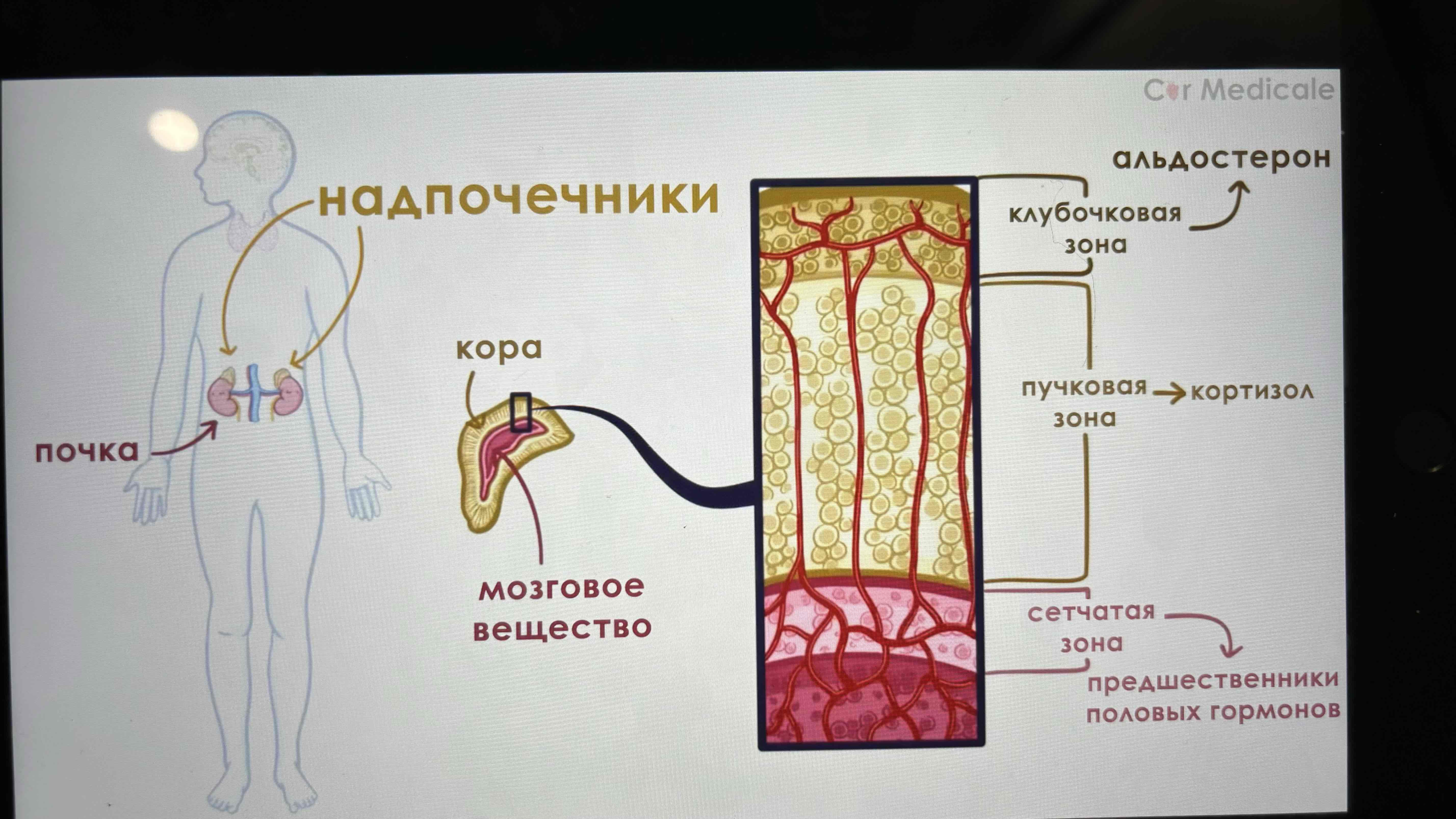 <p>Клубочковая пучковая сетчатая</p>