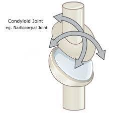 <p>Condyloid</p>
