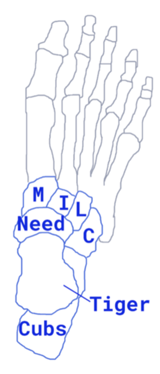 <p>Talus</p><p>Calcaneus</p><p>Navicular</p><p>Medial</p><p>Intermediate</p><p>Lateral</p><p>Cuboid</p>