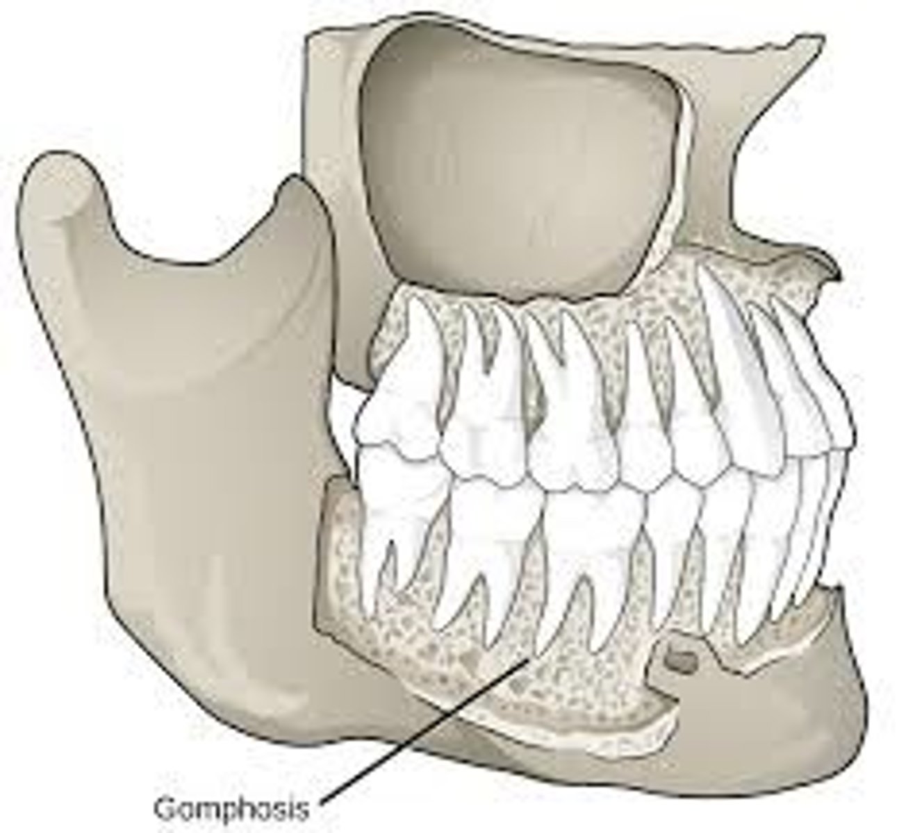 <p>teeth-type of fibrous joint, synarthrosis (little to no movement)</p><p>think of "gum"</p>