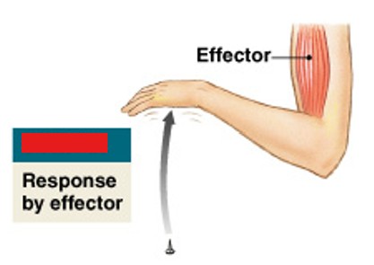 <p>Which step of a neural reflex is:</p><ul><li><p>Response of peripheral effector</p></li><li><p>Triggered by neurotransmitters</p></li></ul><p></p>