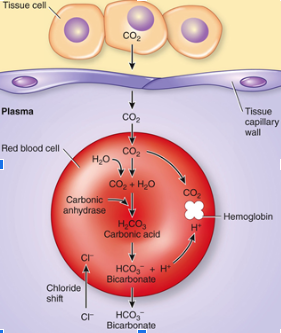 <p><span>into rbc </span>&gt; carbinic anhydrase reaction runs<span>&gt; Bicarbonate ion produced and moves into blood-&gt; Cl- taken out of blood (one in one out) -&gt; Hydrogen provides acidic environment for hemoglobin</span></p>