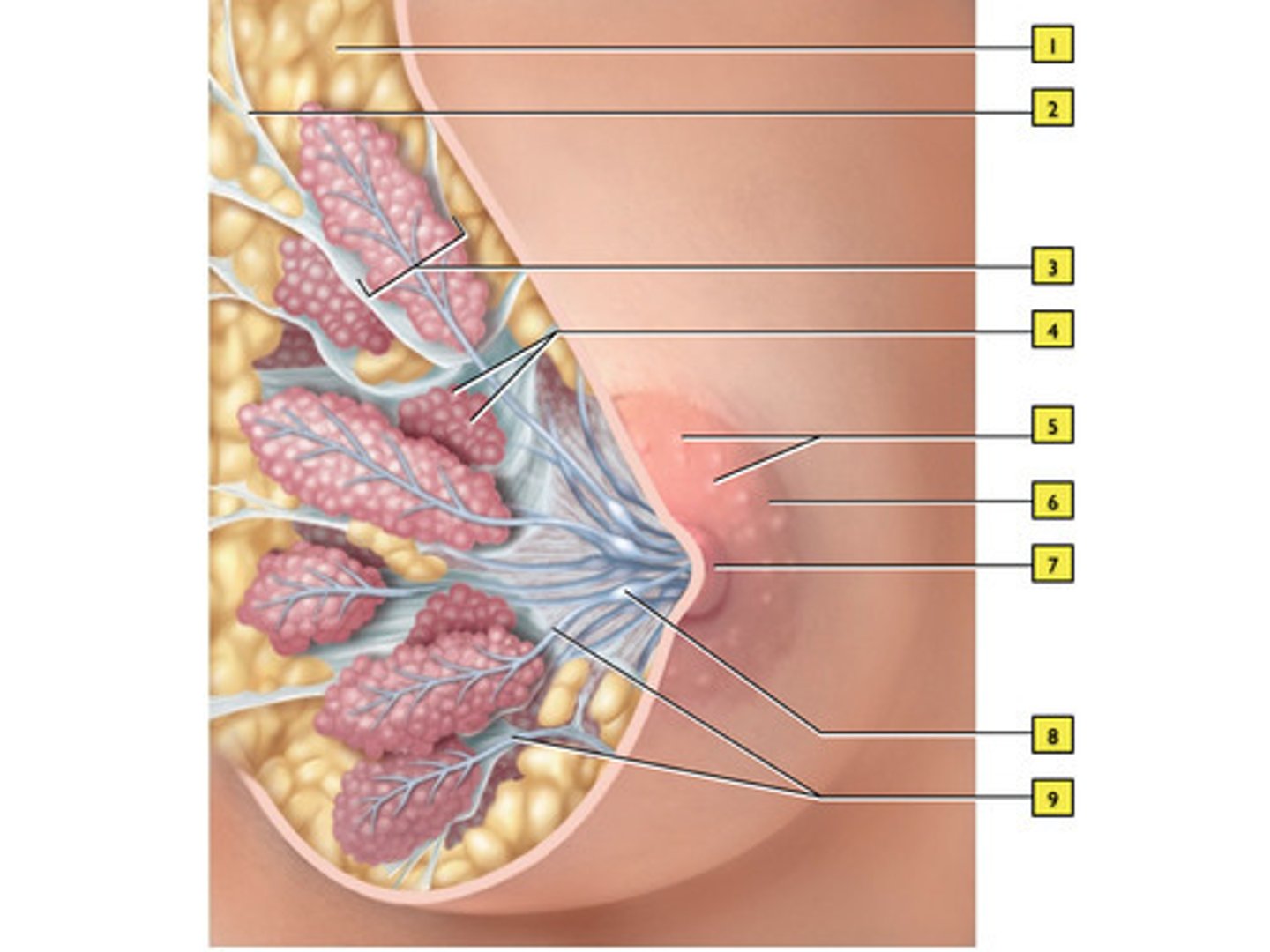 <p>What gland is this? What are 8, 7, 6, 4, 3, and the muscle deep to all of them?</p>