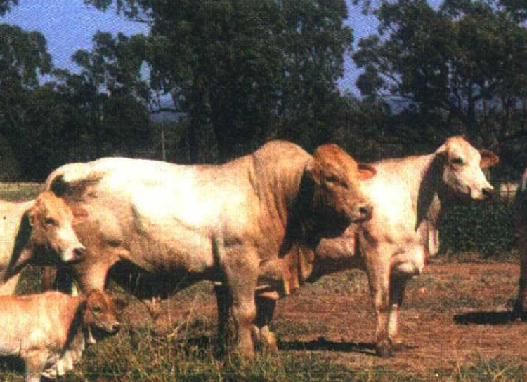 <p>Breed and type?</p>