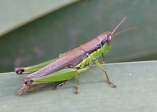 <p>Rice grasshoppers</p>